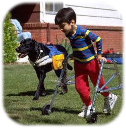 boy on walker and leg braces playing with dog